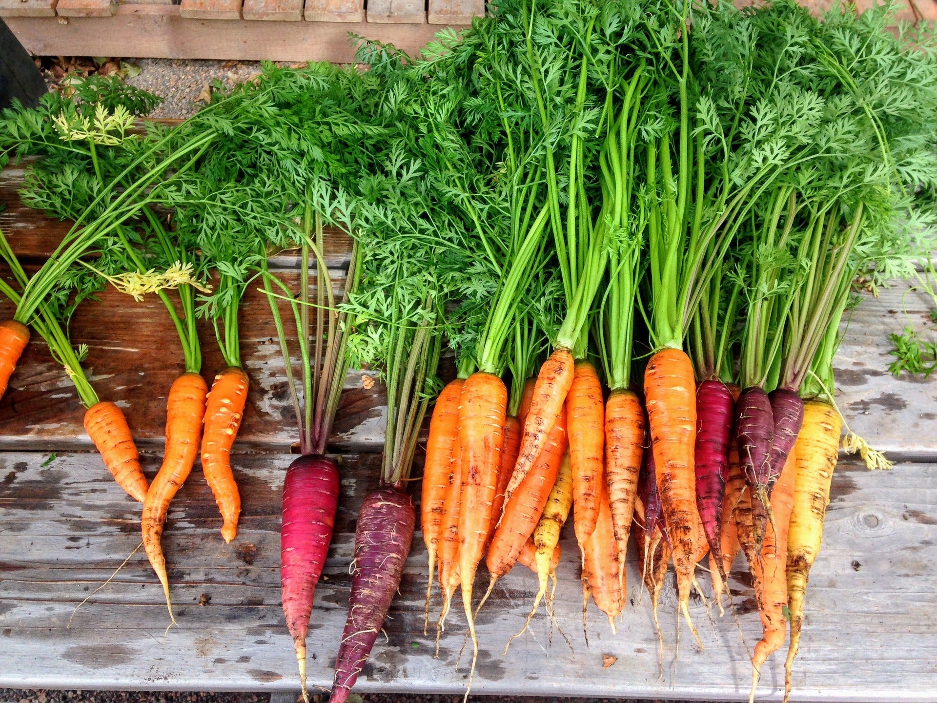 Carrots: Do they Really Help you See in the Dark?