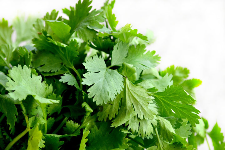 Parsley: Does it Cure Bad Breath?