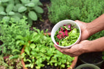 Now's a great time to plant!