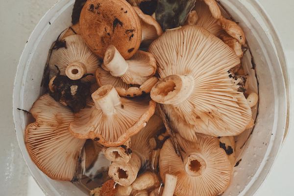 Fun Fact Friday - mushrooms and vitamin D