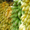 Probiotics vs prebiotics