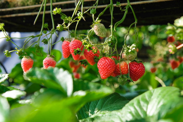 Spring Seasonal Produce